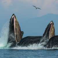 Humpback whales enjoy the spoils of Alaska's nutrient rich waters