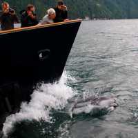 Dolphins travel alongside Cascadia