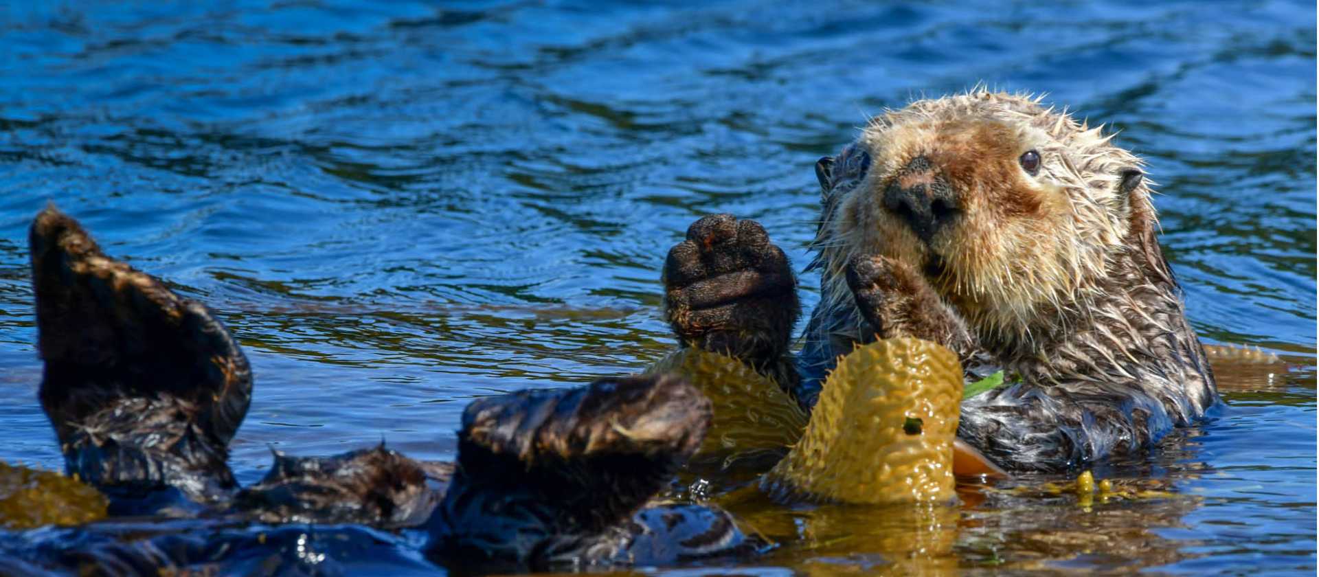 Sea Otter, Vancouver island | Philip Stone