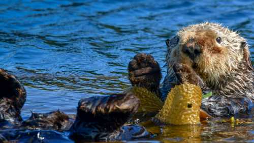 Sea Otter, Vancouver island | Philip Stone