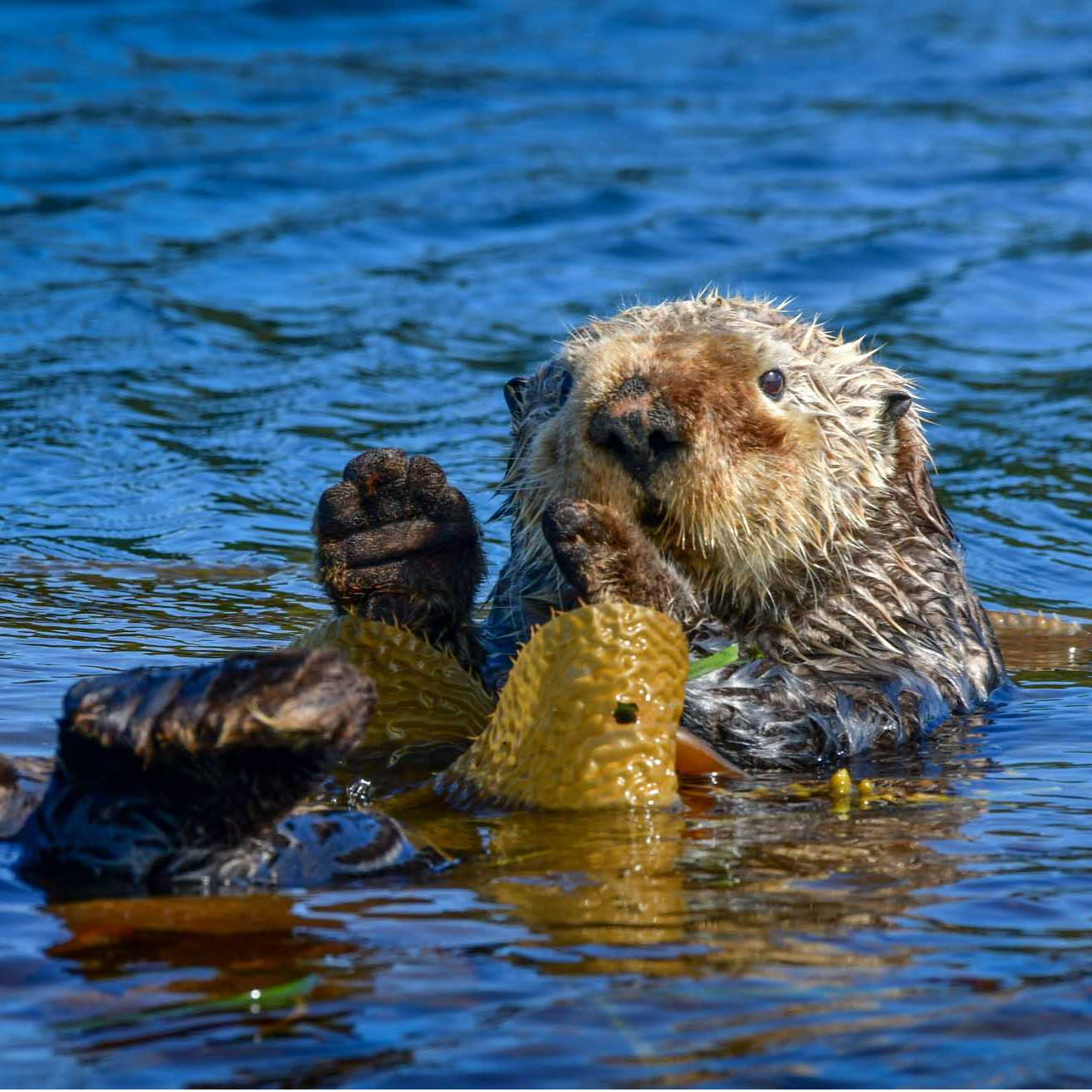 Sea Otter, Vancouver island | Philip Stone