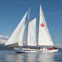 The beautiful schooner 'Maple Leaf'