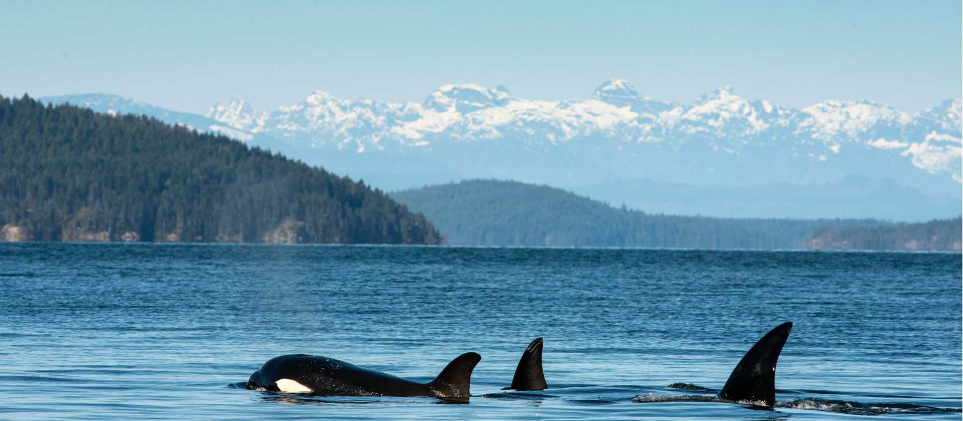Orca pod in Desolation Sound