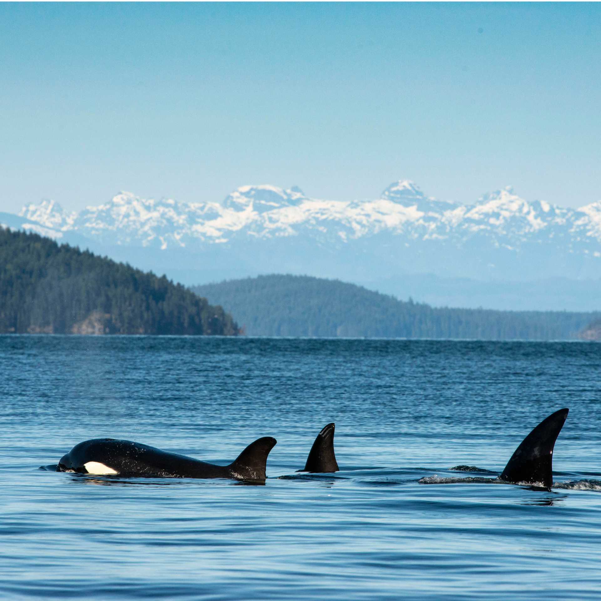 Orca pod in Desolation Sound