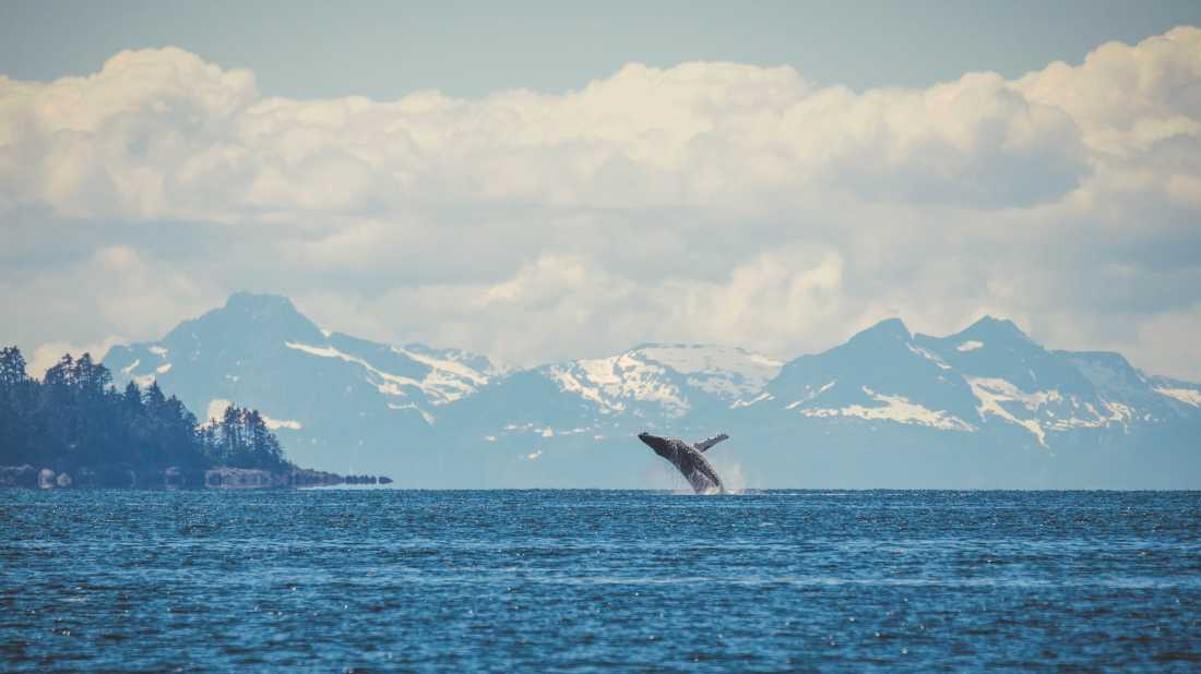 A humpback whale breaches in Alaska