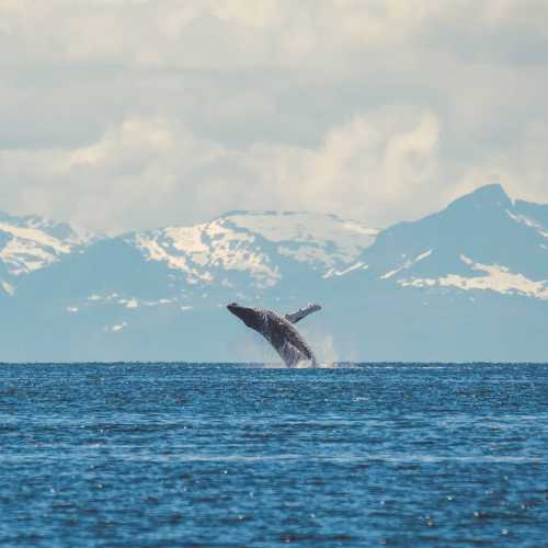 A humpback whale breaches in Alaska