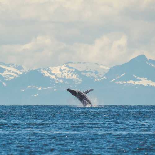 A humpback whale breaches in Alaska