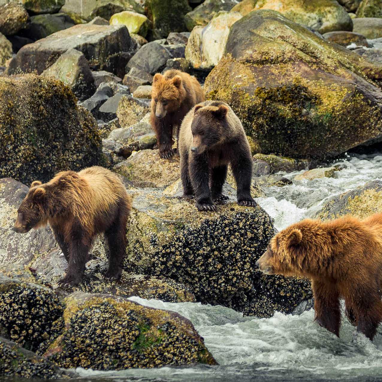 A group of brown bears fishing for salmon | Simon Ager