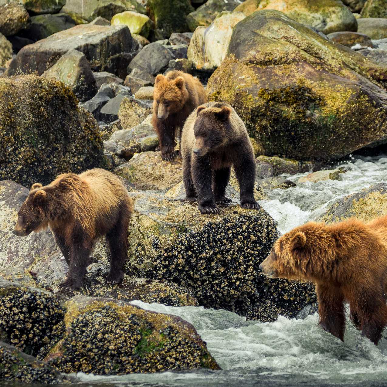 A group of brown bears fishing for salmon | Simon Ager