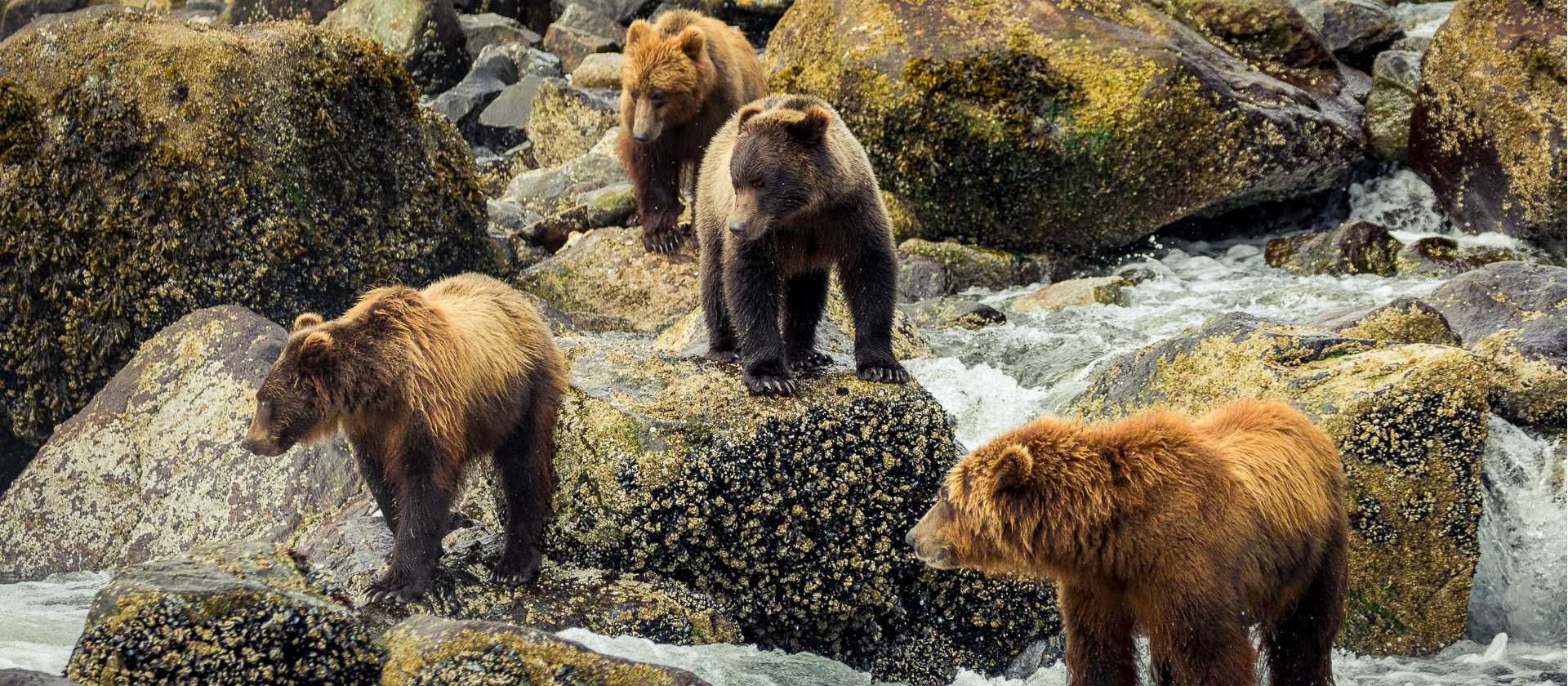 A group of brown bears fishing for salmon | Simon Ager