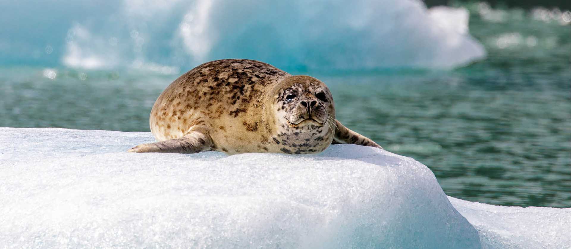 A Harbor seal basking in the sun
