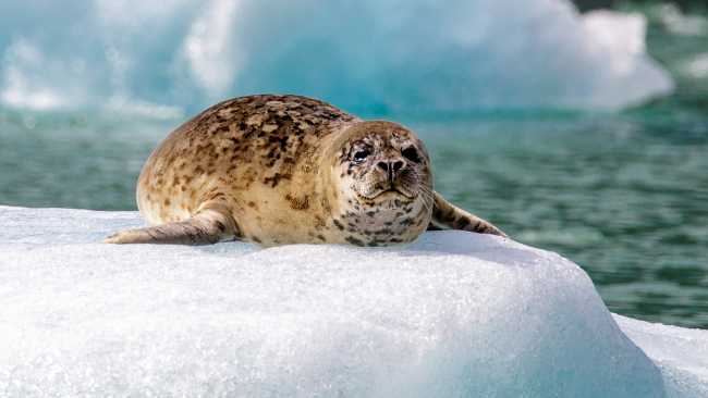 A Harbor seal basking in the sun