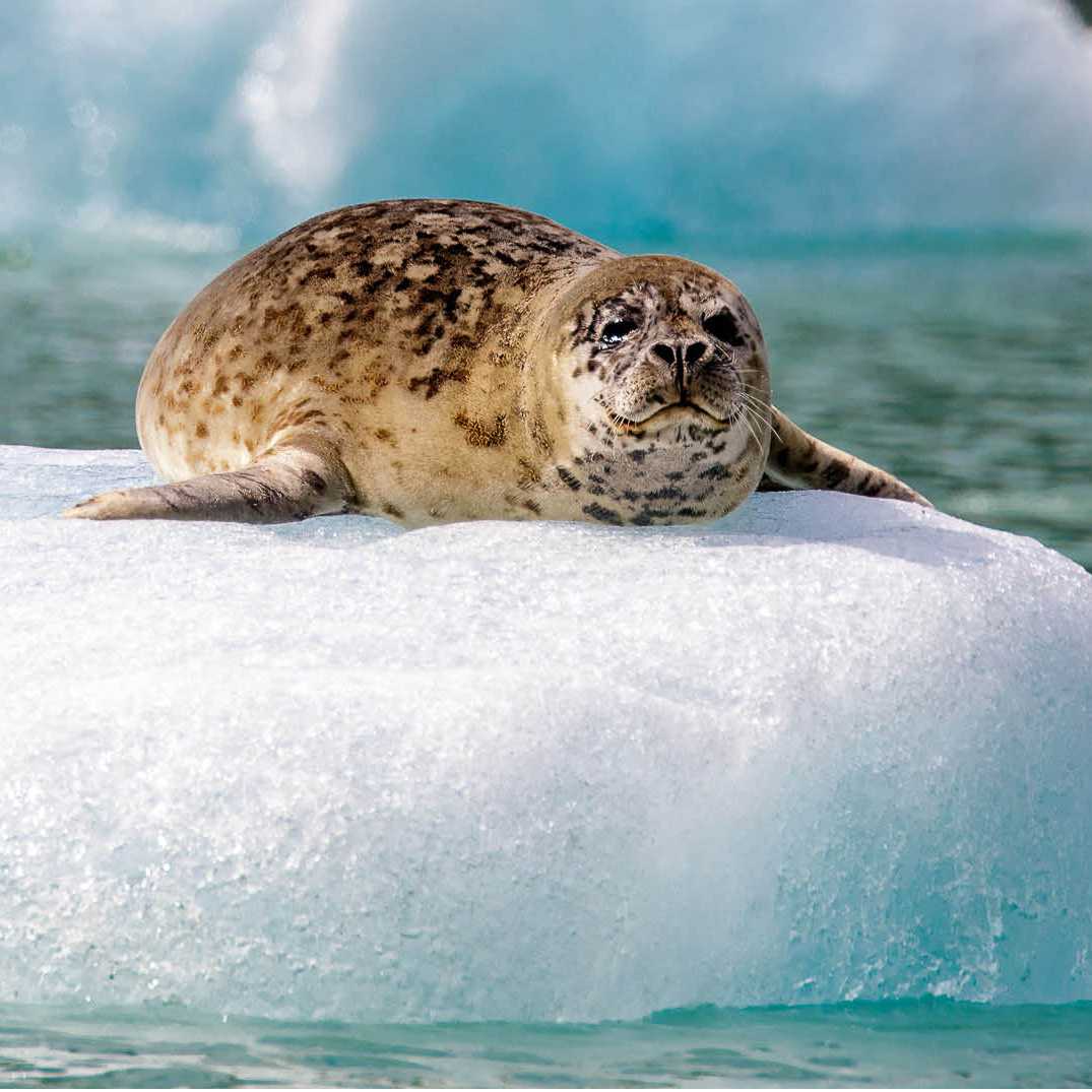 A Harbor seal basking in the sun