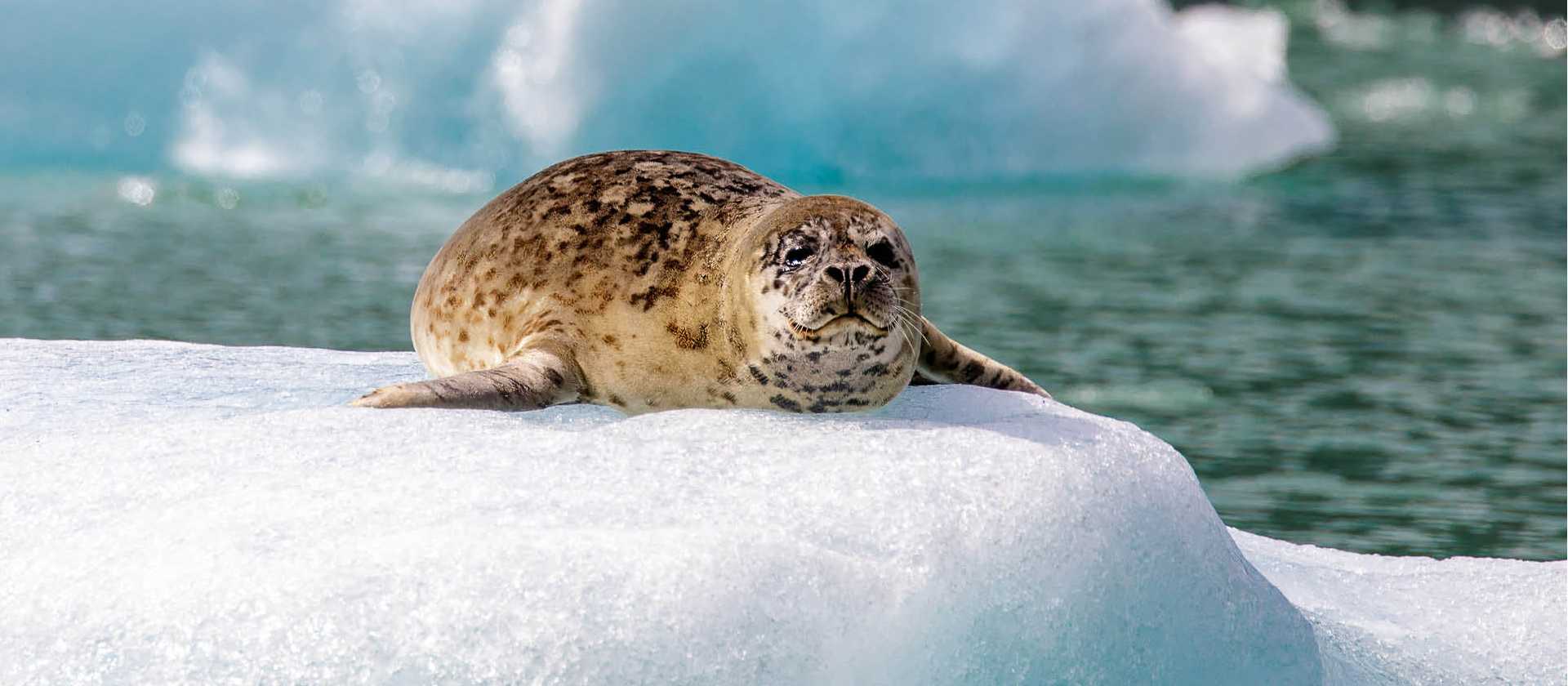 A Harbor seal basking in the sun