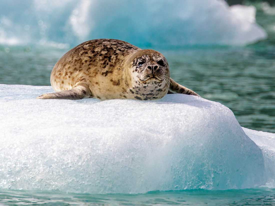 A Harbor seal basking in the sun