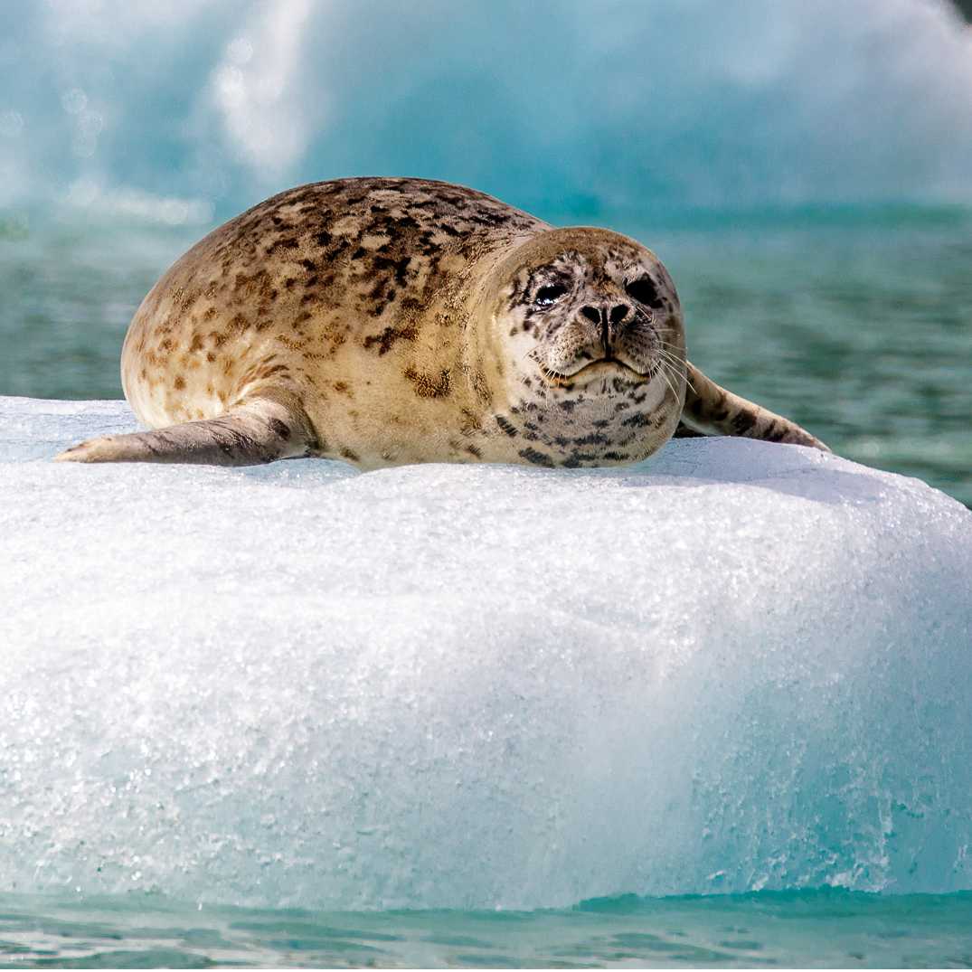 A Harbor seal basking in the sun