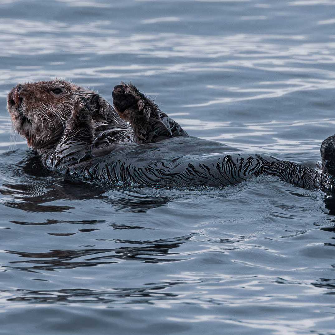 Sea Otter relaxes | Simon Ager