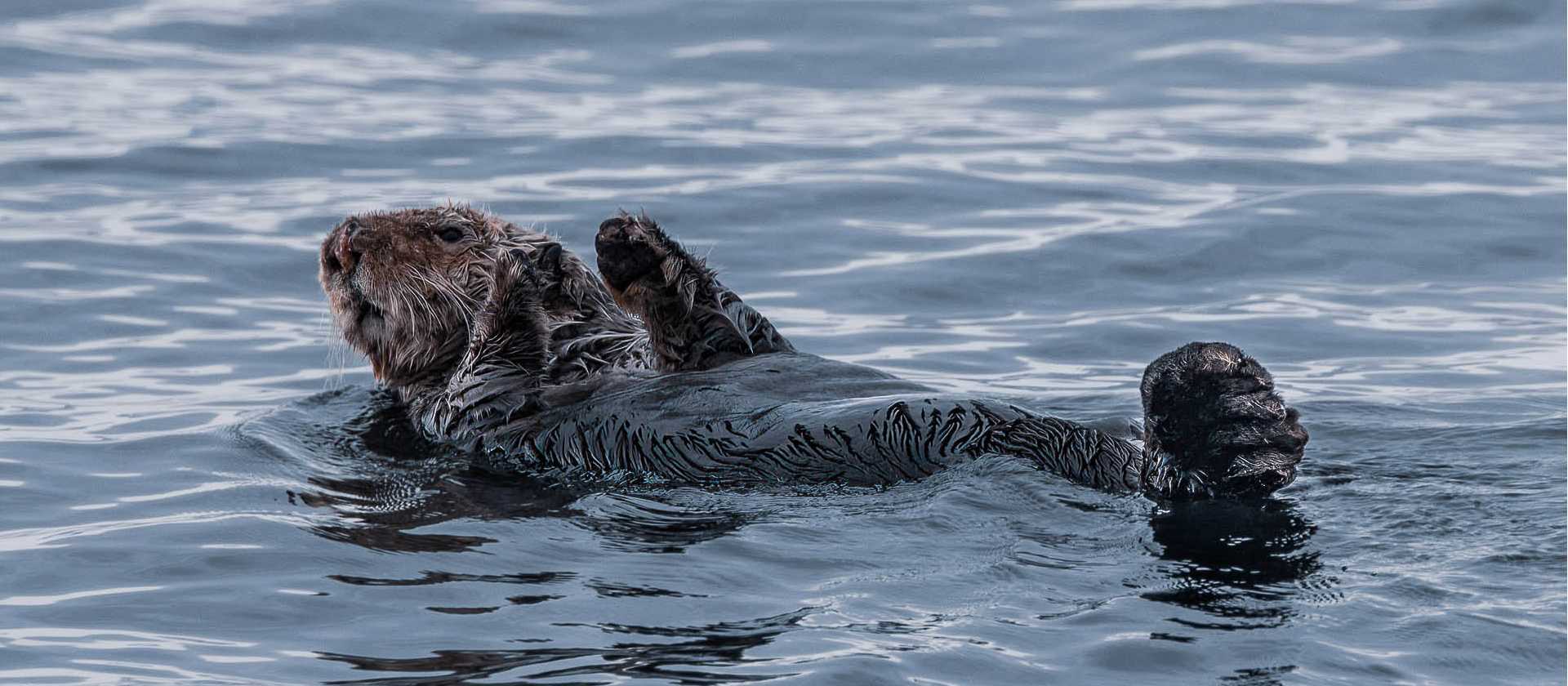 Sea Otter relaxes | Simon Ager