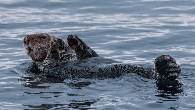 Sea Otter relaxes | Simon Ager