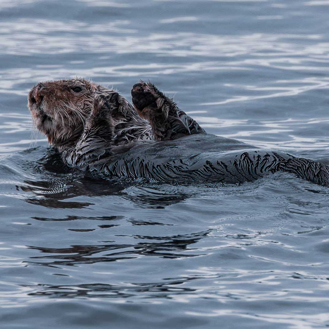 Sea Otter relaxes | Simon Ager