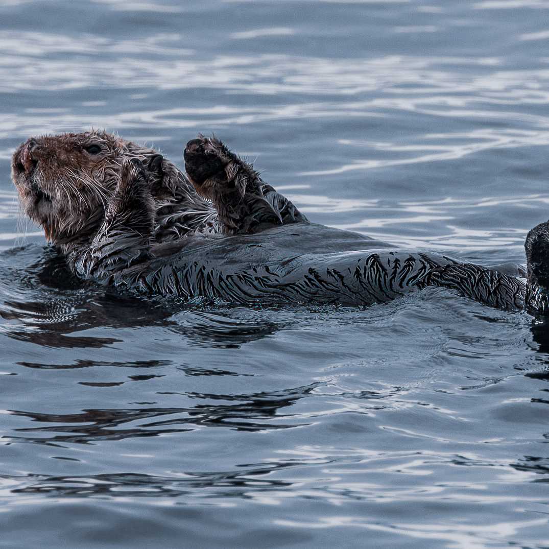 Sea Otter relaxes | Simon Ager