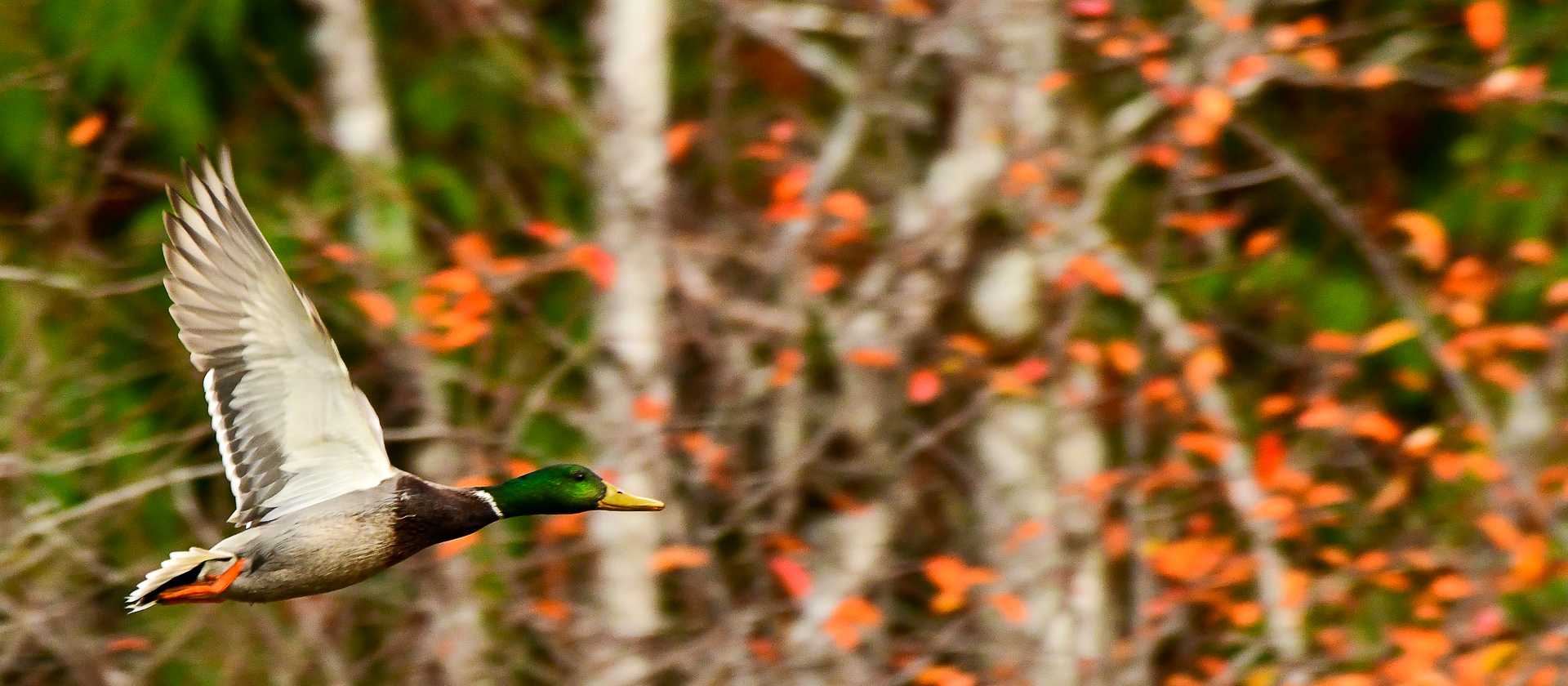 A Mallard takes fllight | Philip Stone