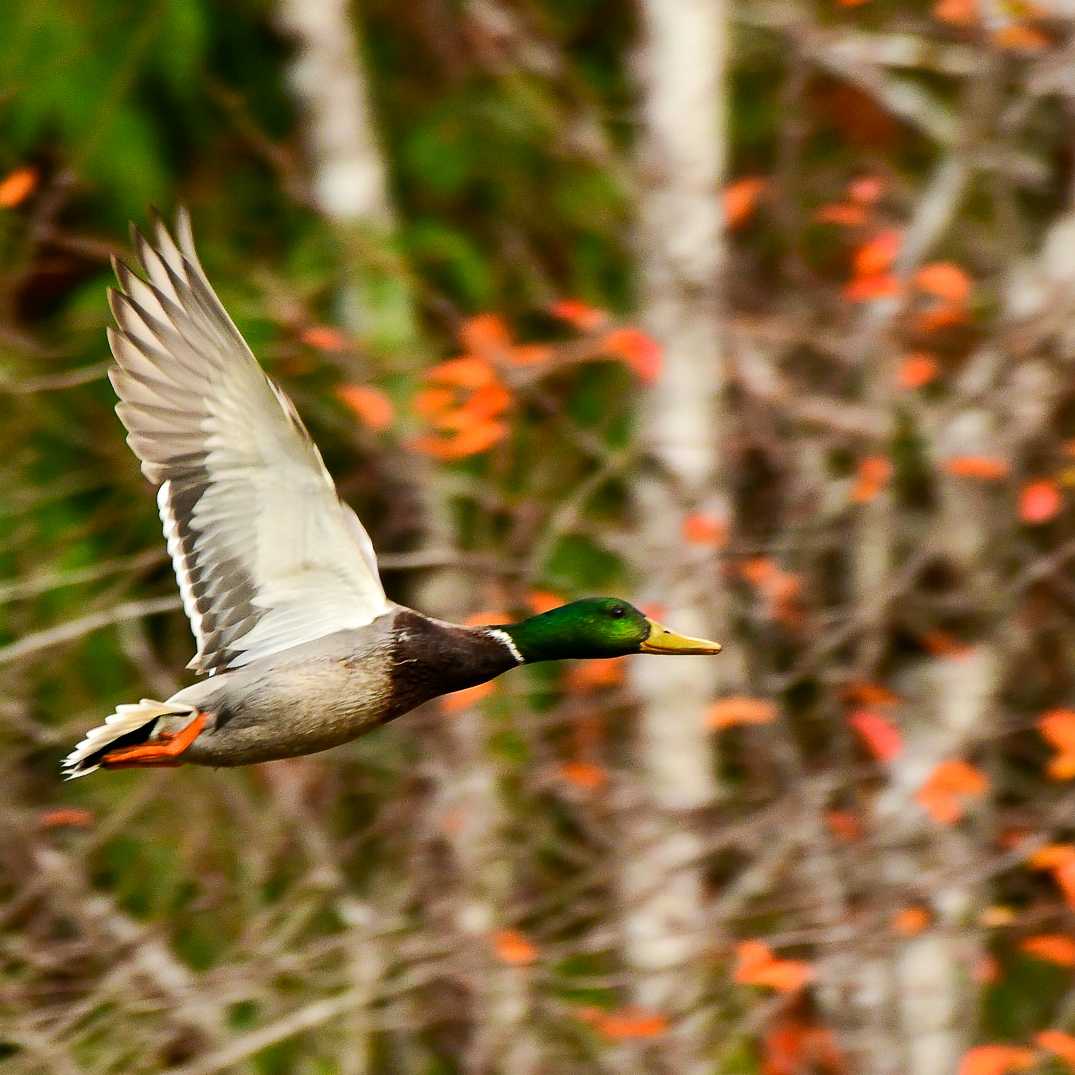 A Mallard takes fllight | Philip Stone
