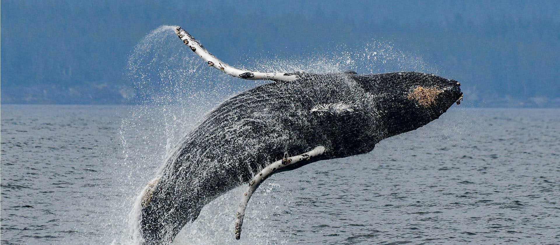 A humpback breaches | Phillip Stone