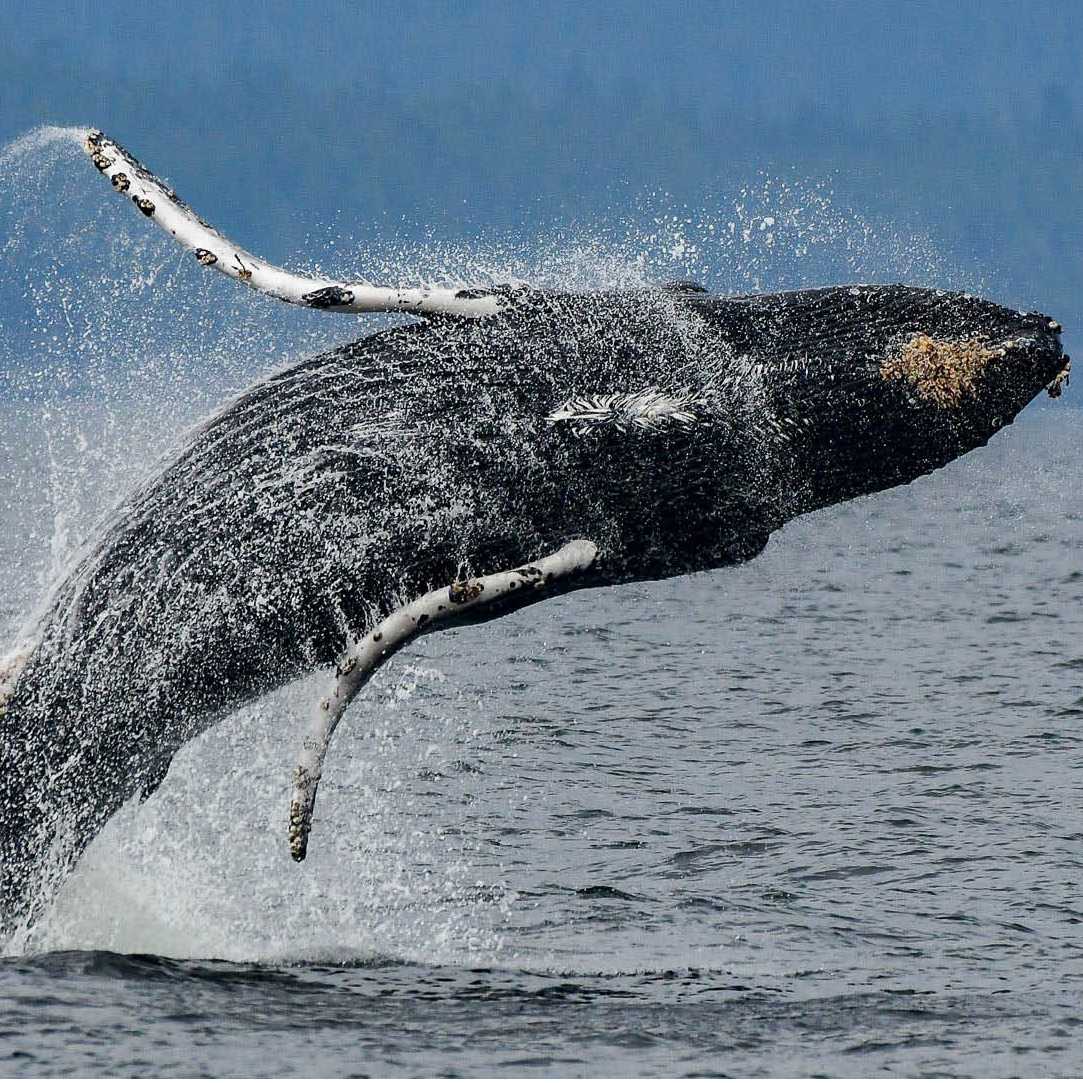 A humpback breaches | Phillip Stone