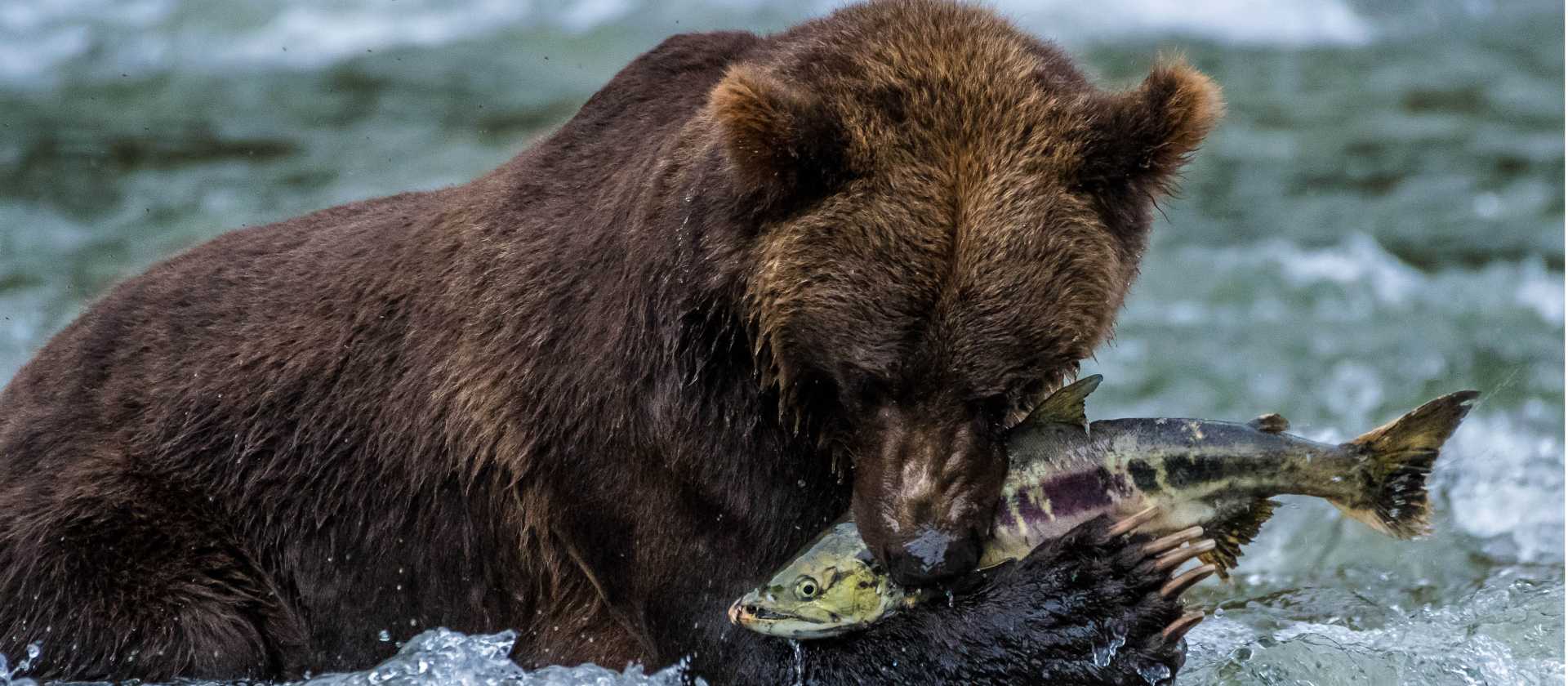 The salmon run, Great Bear Rainforest