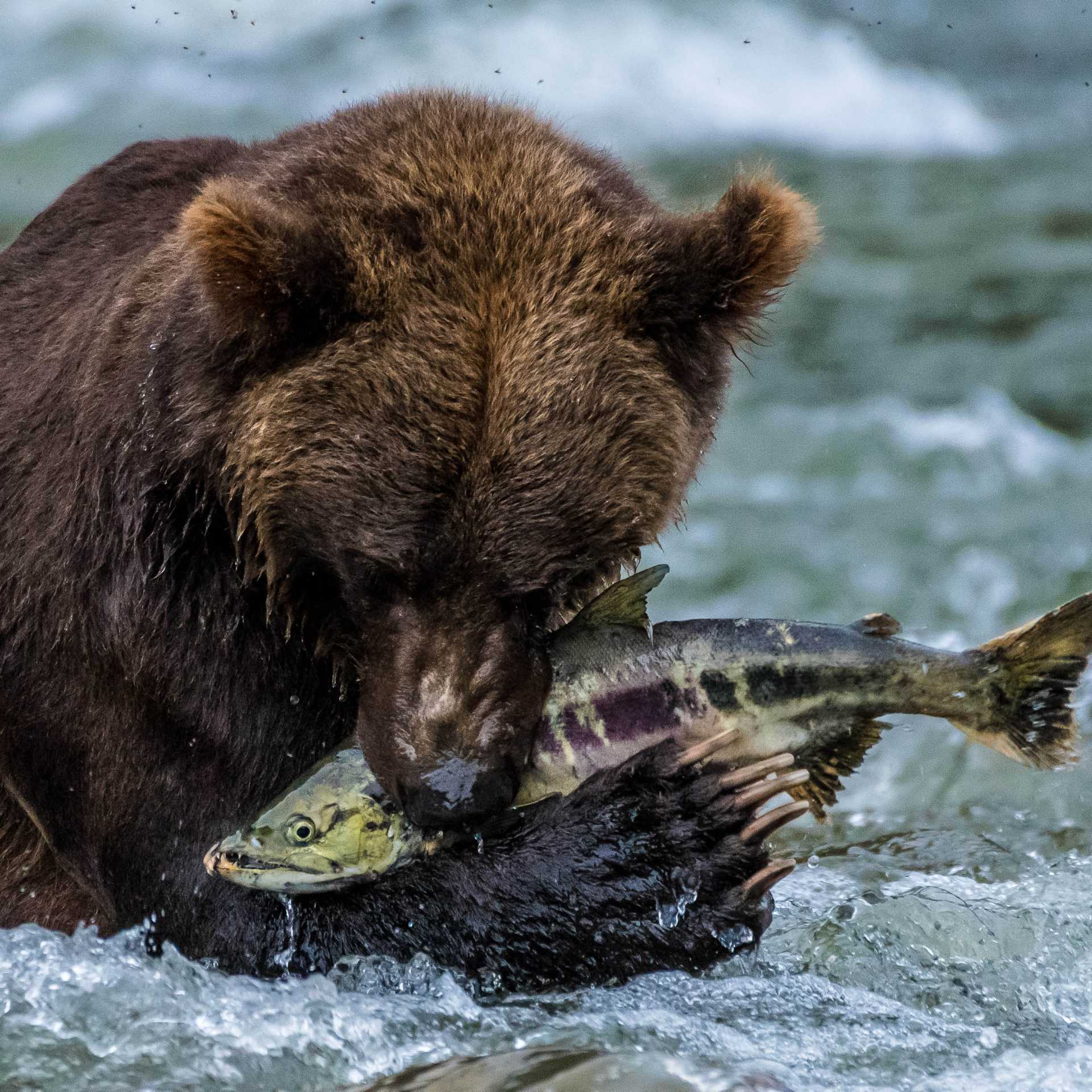 The salmon run, Great Bear Rainforest