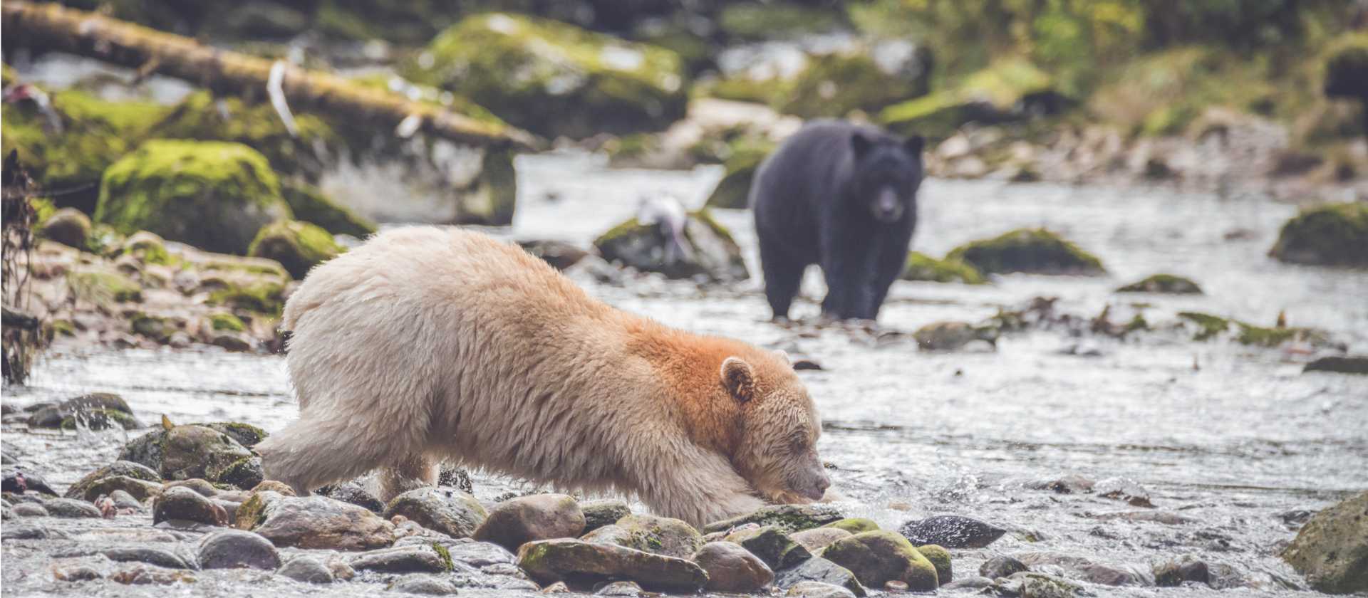 The great salmon run sees a variety of bears feasting