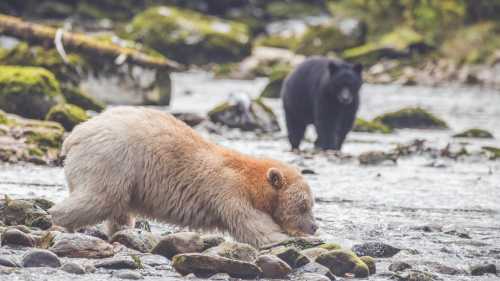 The great salmon run sees a variety of bears feasting