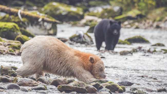 The great salmon run sees a variety of bears feasting
