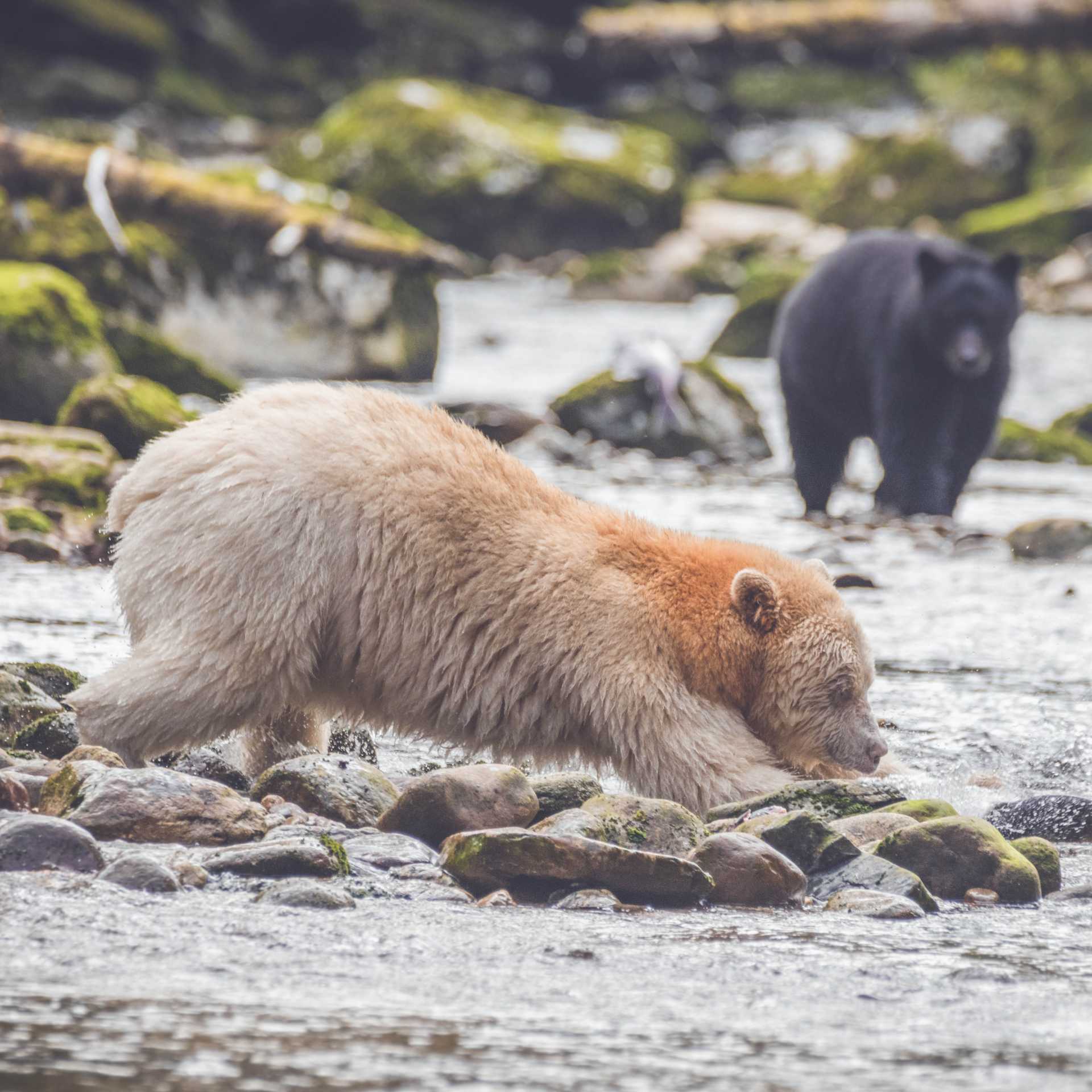 The great salmon run sees a variety of bears feasting