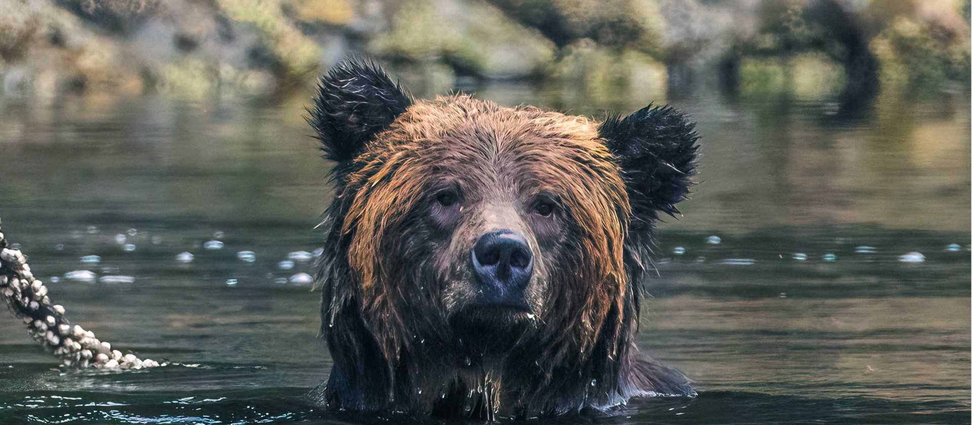 Grizzly bear takes a dip | Simon Ager