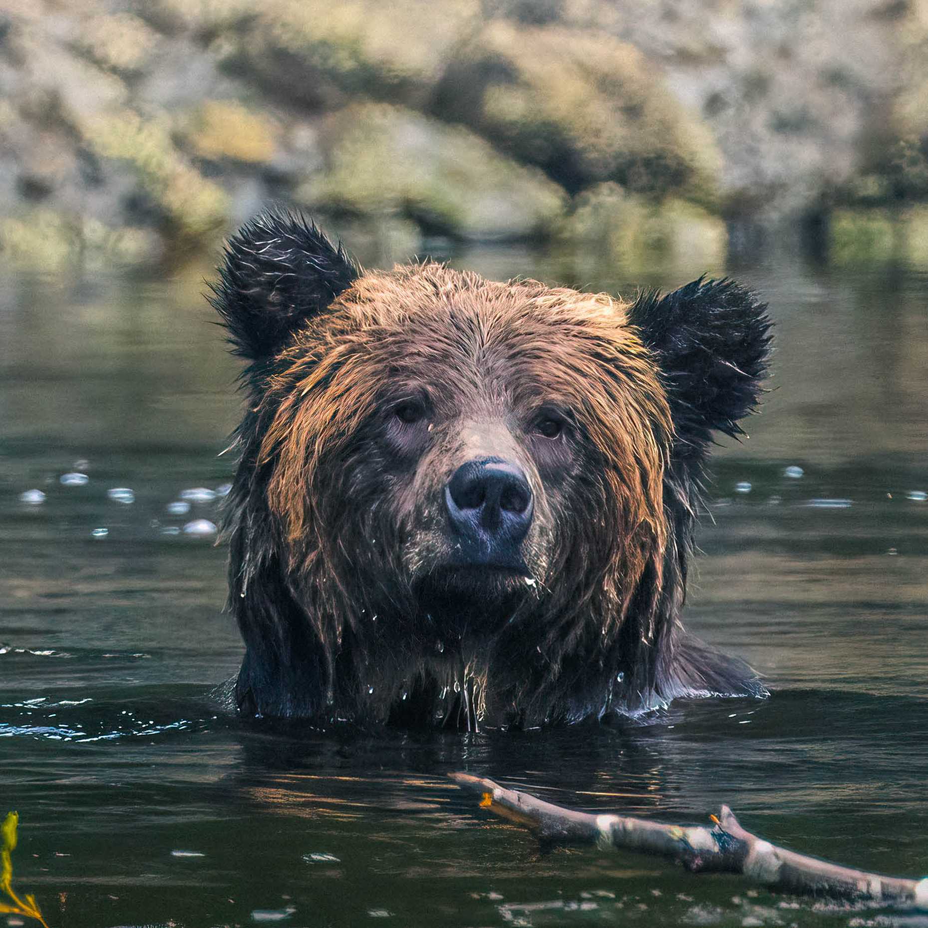 Grizzly bear takes a dip | Simon Ager