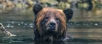 Grizzly bear takes a dip | Simon Ager