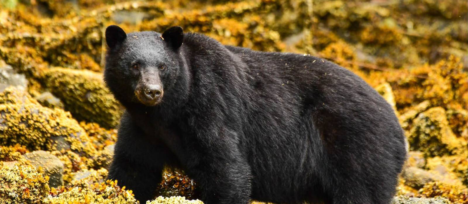 Wildlife is a unique focus on trips to Haida Gwaii | Phillip Stone