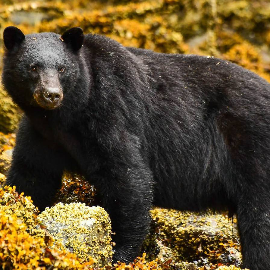 Wildlife is a unique focus on trips to Haida Gwaii | Phillip Stone