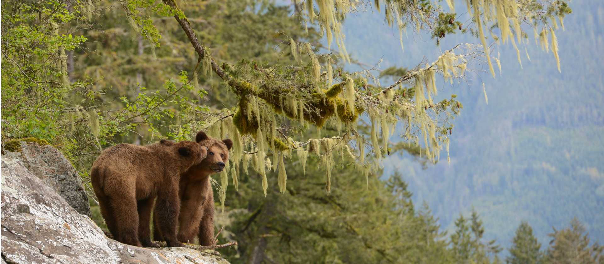 Brown Bear in Desolation Sound | Tavish Campbell