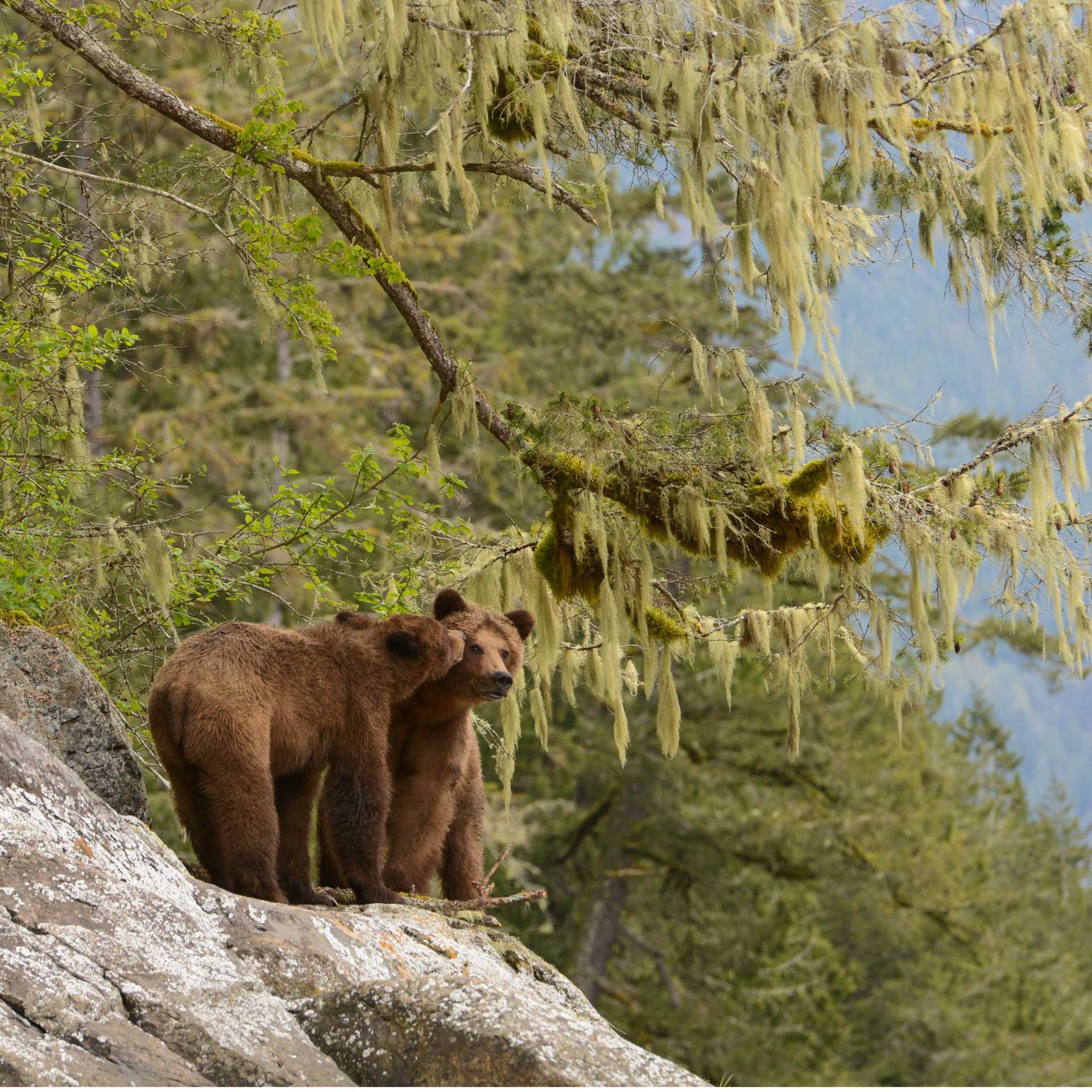 Brown Bear in Desolation Sound | Tavish Campbell