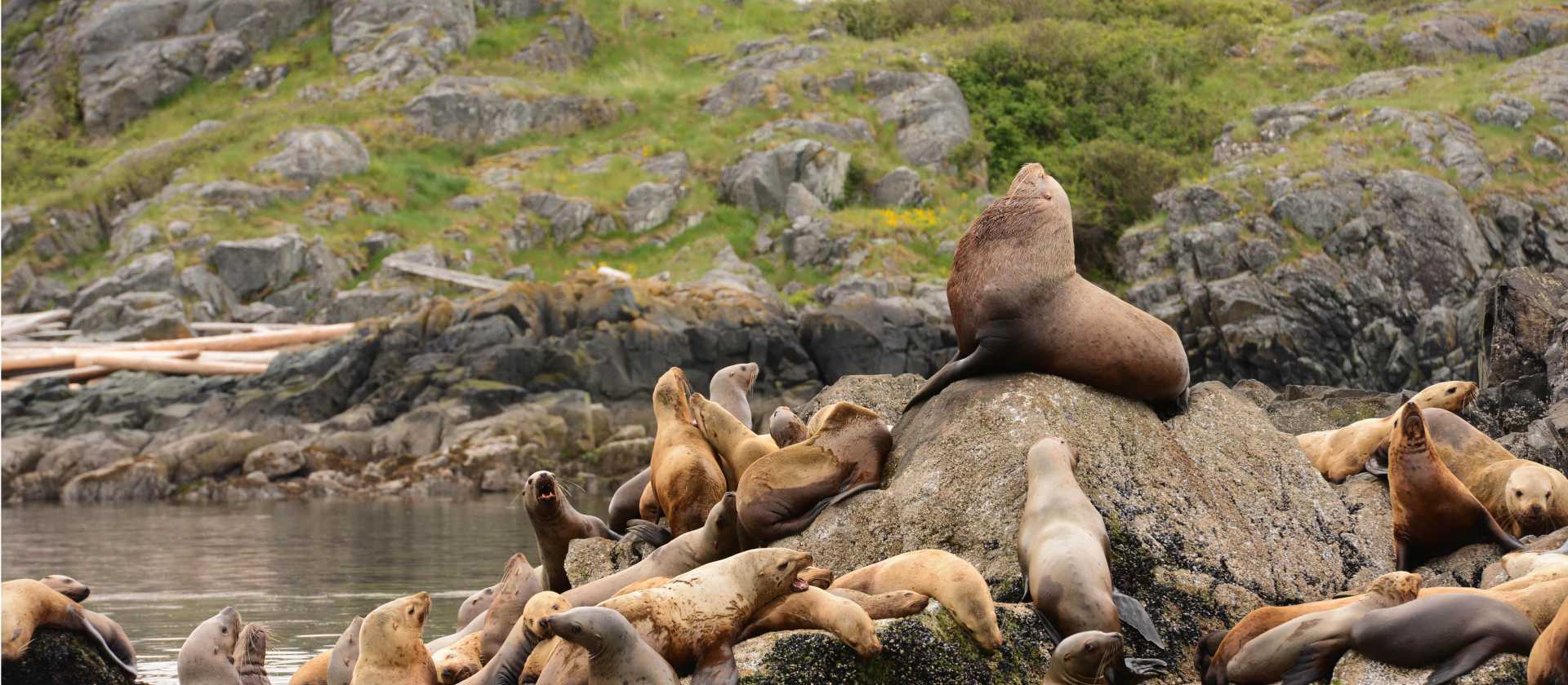 Sea lions in Desolation Sound | Tavish Campbell