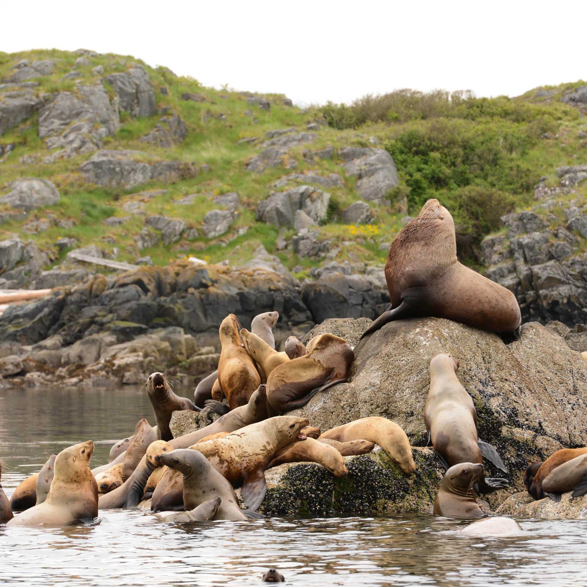 Sea lions in Desolation Sound | Tavish Campbell