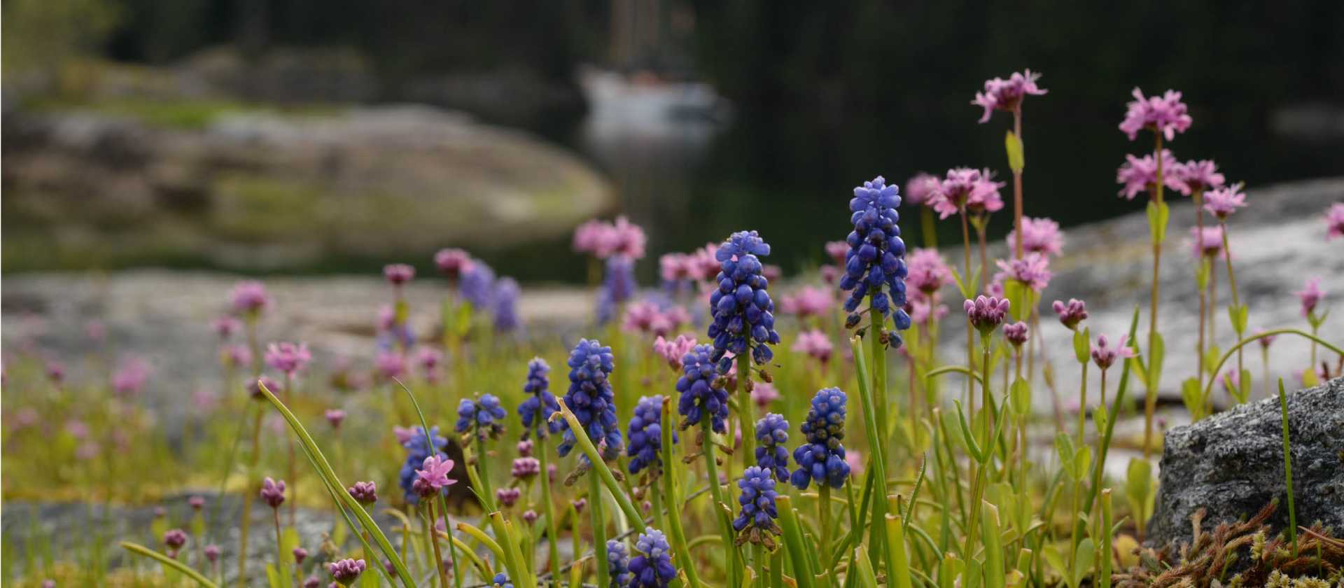 Spring blooms in Desolation Sound | Tavish Campbell
