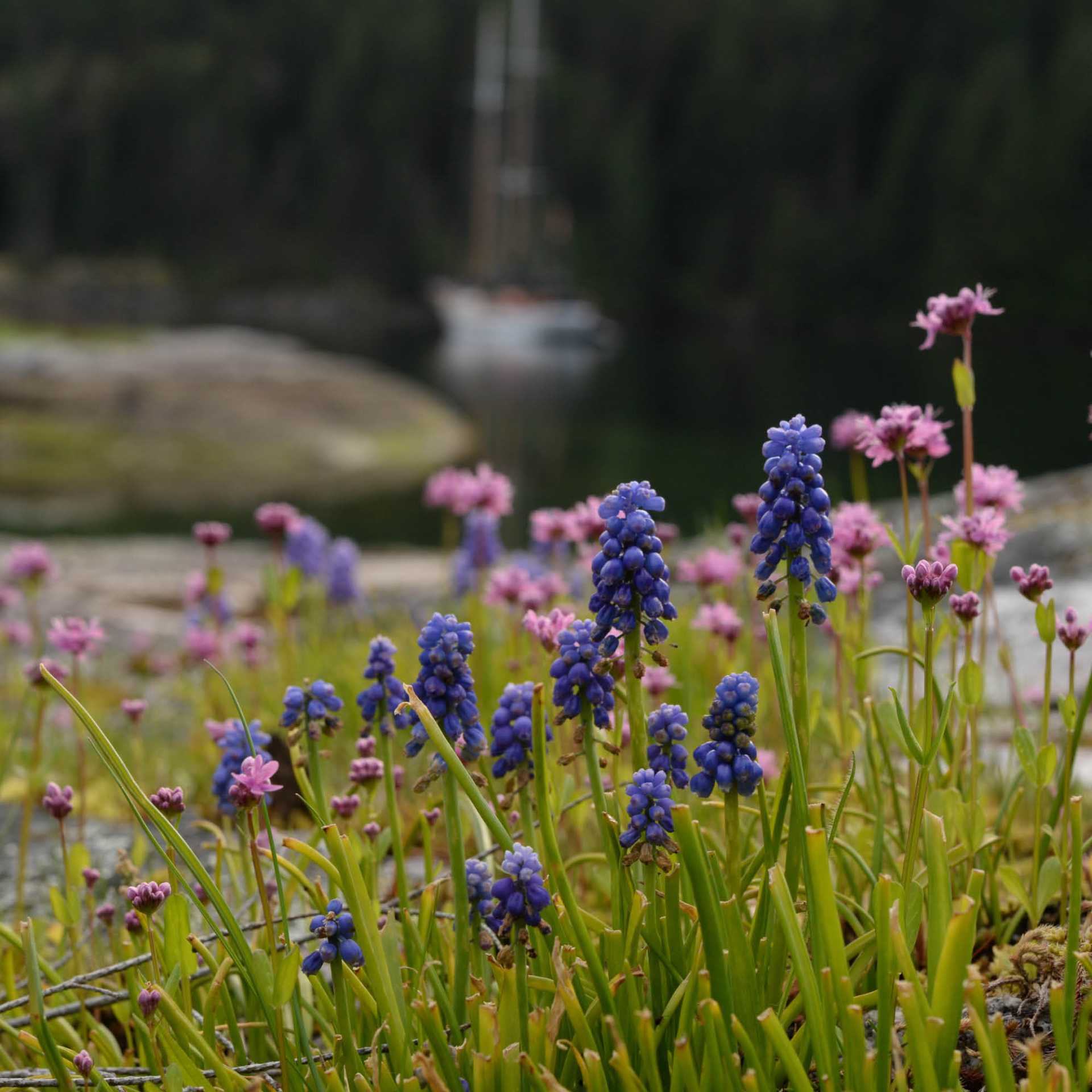 Spring blooms in Desolation Sound | Tavish Campbell