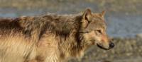A coastal wolf, Vancouver Island