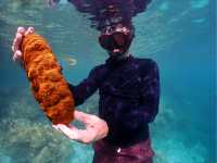 Witness incredible marine life deep in the waters of Palau |  Mac