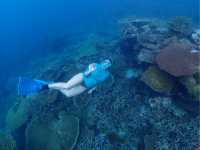 Witness incredible marine life deep in the waters of Palau |  Mac