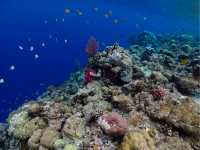 Witness incredible marine life deep in the waters of Palau |  Mac